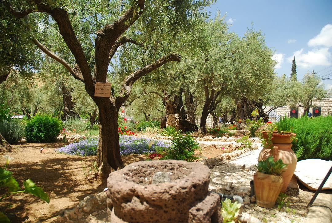 Jardín de Getsemaní