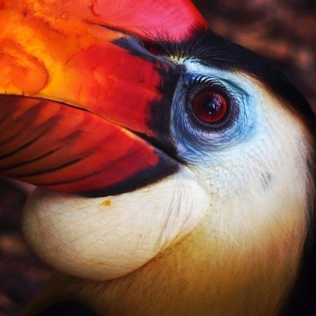 Zoo de Jersey
