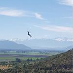 Cassis Restaurante Y Cava