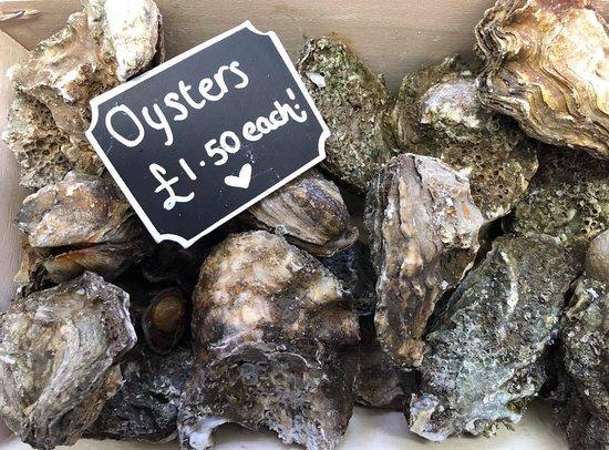 The Salty Sea Dog Shack