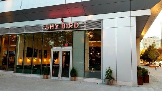 Shy Bird