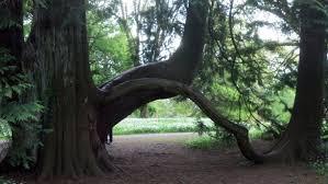 Blarney Castle Gardens