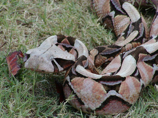 Livingstone Reptile Park