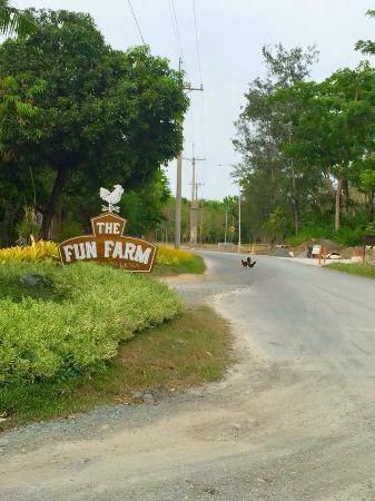 Fun Farm at Sta. Elena