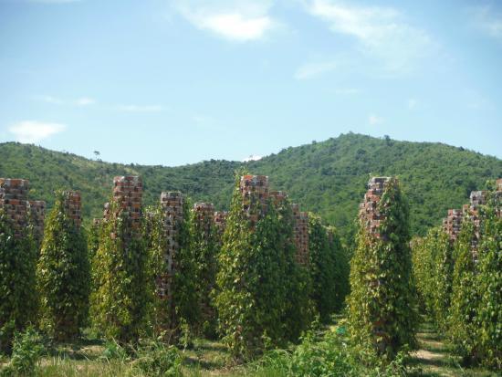 Starling Farm