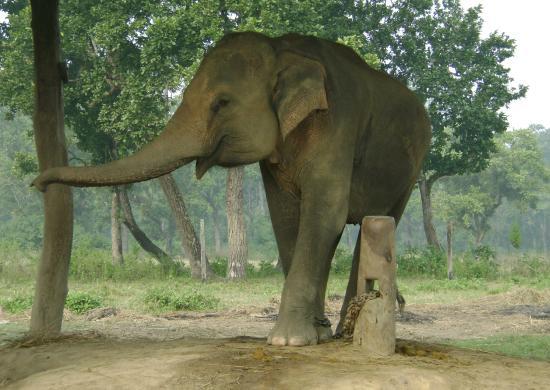 Elephant Breeding Centre