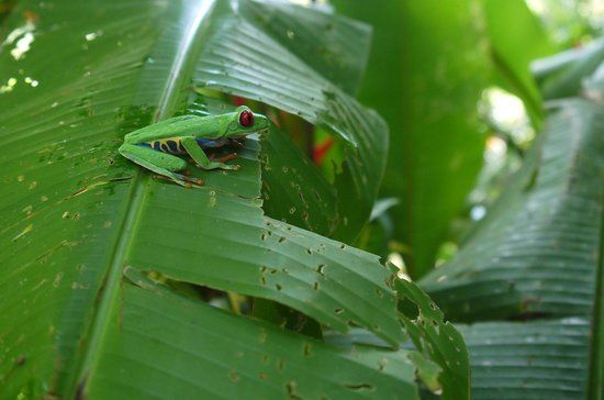 Neo Fauna CR