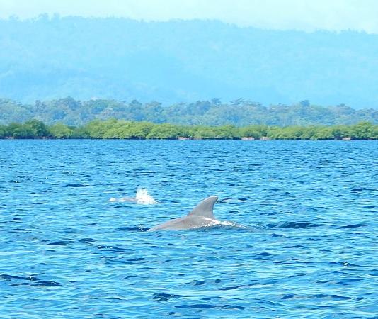 Dolphin Bay Preserve