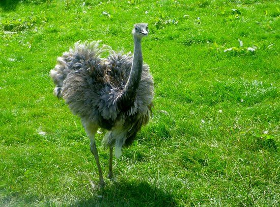 Dwyfor Ranch Rabbit Farm and Animal Park