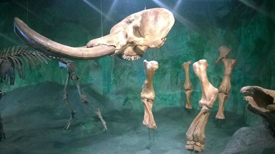 Museum of Natural Sciences