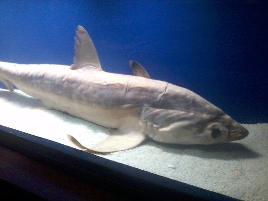 Museu da Vida Marinha
