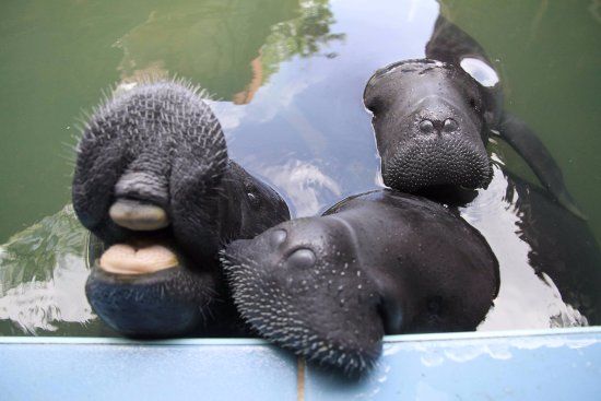 Amazon Rescue Center