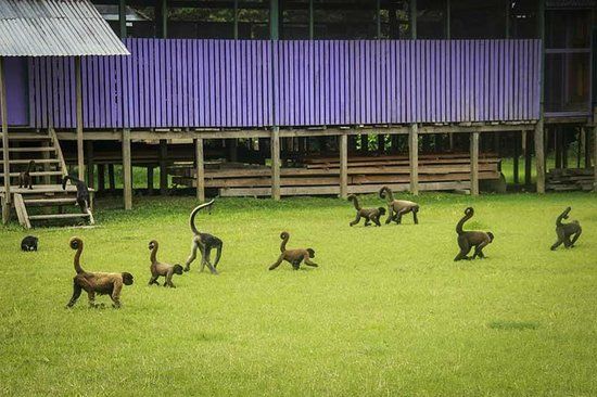 La Isla De Los Monos