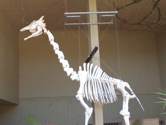 Museum of Natural Sciences