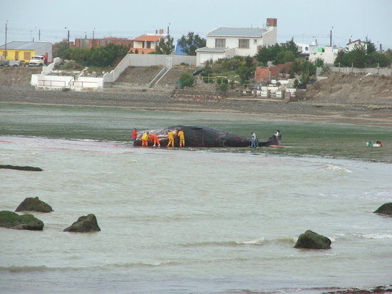 Centro Nacional Patagonico CeNPat
