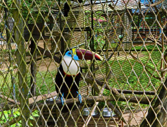 Zoologie Parc of Paramaribo