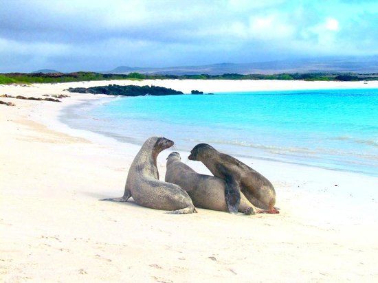 Galapagos Beach at Tortuga Bay
