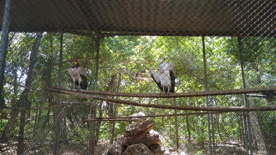 UFMT Zoo