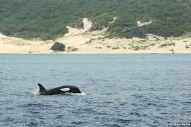 Praia do Farol