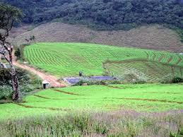 Strawberry Farm