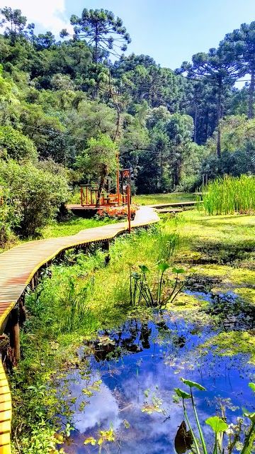 Bosque Do Silêncio