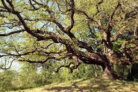 Quercia delle Streghe