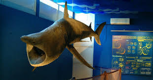 Marine Biology Museum