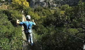 Canyon Forest