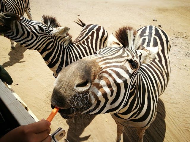 Africa Safari Adventure Park