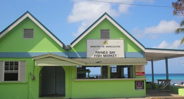 Fish, Fish and more Fish