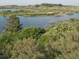Vogelmeer