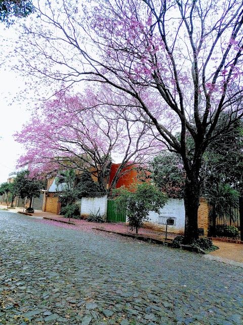 Seminario Park