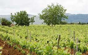 Bodega Vetas