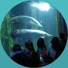 Aquarium River of Zaragoza