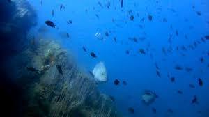 Reserve Naturelle Marine Cerbere Banyuls