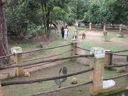 Croc Farm Ivato