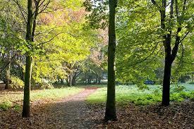 Geholzgarten Ripshorst