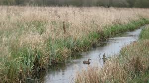 Thorpe Marshes