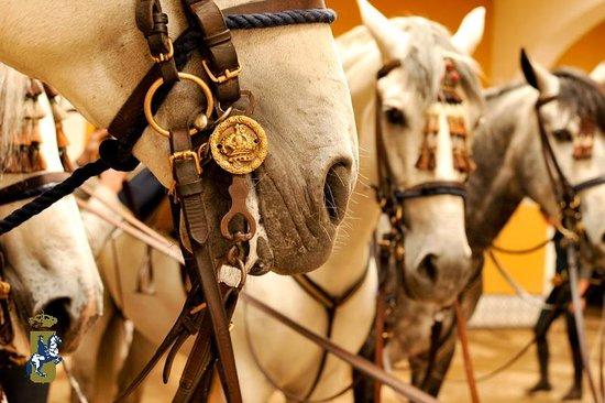 Fundacion Real Escuela Andaluza del Arte Ecuestre