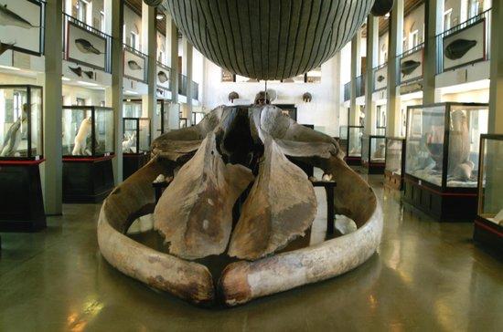 Hvalfangstmuseet