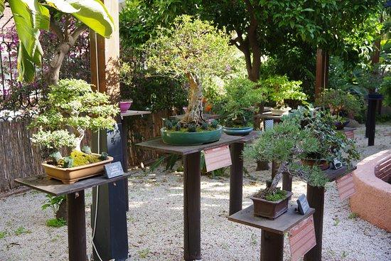 Bonsai Garden Museum