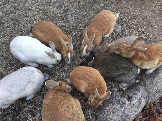 Okunoshima Island