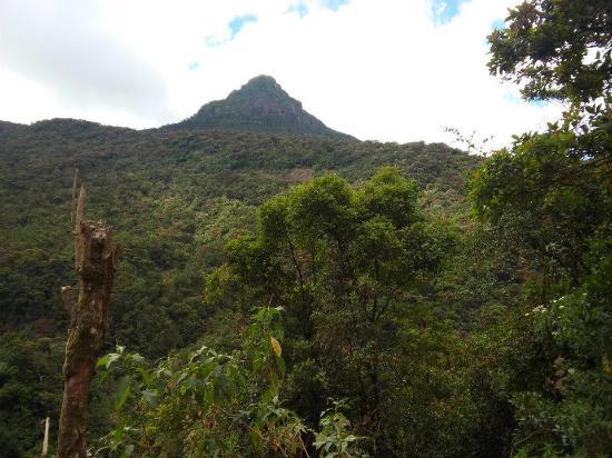 Pico de Adão