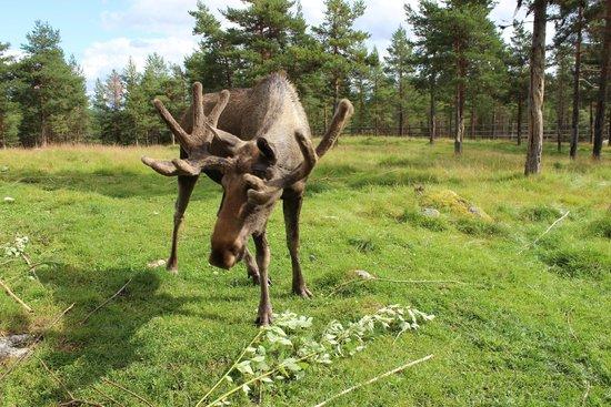 Lycksele Djurpark