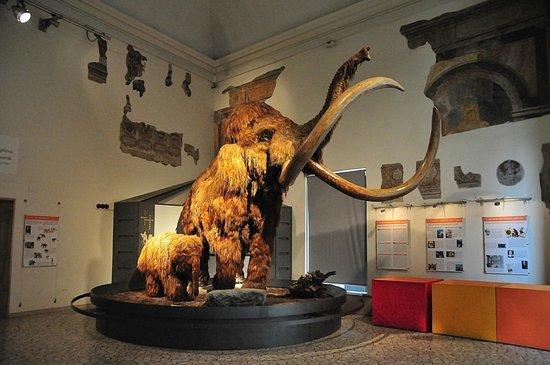 Muzeum Historii Naturalnej E. Caffi