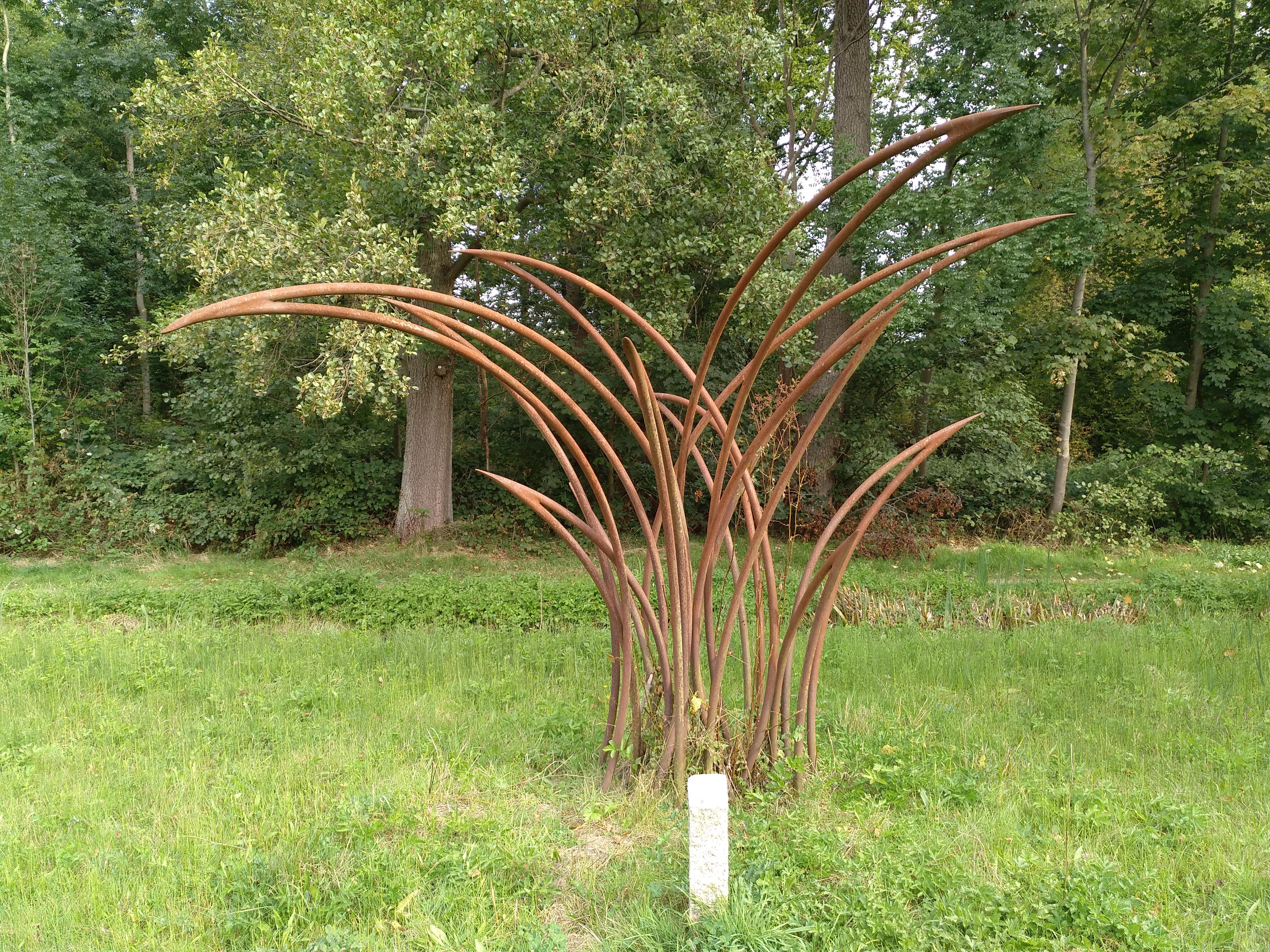Carex-Segge
