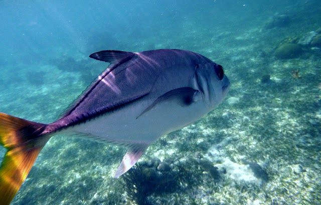 Hol Chan Marine Reserve