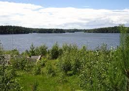 Måsnaren