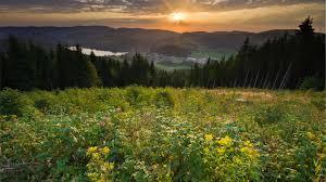 High Black Forest