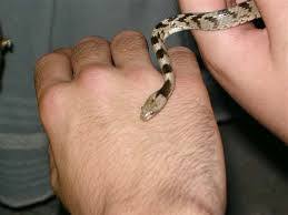 Church of Our Lady Fidousa